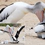 Image result for Pelican Eating People