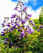 Image result for Most Popular Flowers in Brazil