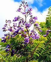 Image result for Tropical Flowers in Brazil