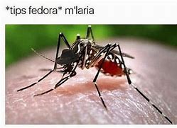 Image result for Mosquito Meme