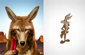 Image result for coyotero