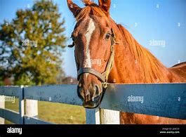 Image result for Race Horse Blinders