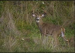 Image result for 9-Point Buck