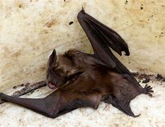 Image result for Maryland Bats