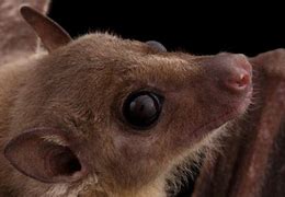 Image result for Chiroptera Bats