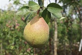 Image result for Pyrus communis Clapps Favourite