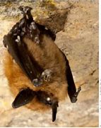 Image result for Bats in North Carolina