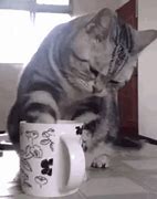 Image result for Old Lady with Cat and Coffee Mug GIF