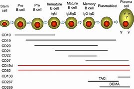 Image result for B cell Markers