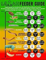 Image result for Leopard Gecko Feeding Chart
