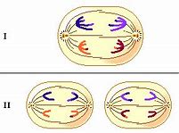 Image result for Anaphase 1 vs 2