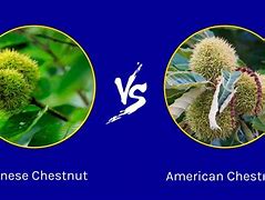 Image result for Chestnut Tree Leaf Identification
