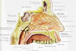 Image result for What's Inside a Nose