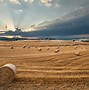 Image result for Green Fields of Grain 4K