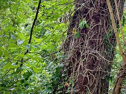 Image result for Tree Vine Swaying
