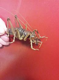 Image result for Australian Cricket Insect