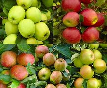 Image result for Apple Tree with Fruit