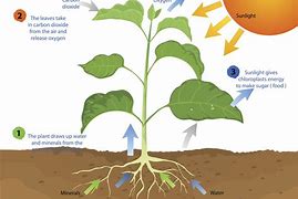 Image result for Photosynthesis
