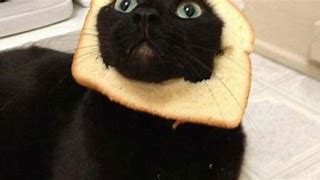 Image result for Sad Bread Cat