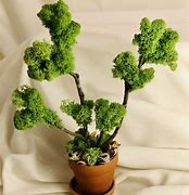 Image result for Dry Wood Moss Bonsai