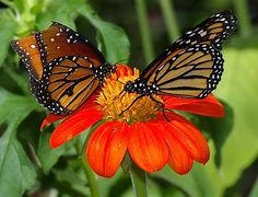 Image result for Free Images of Butterflies