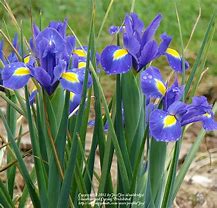 Image result for Iris hollandica Blue Magic