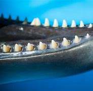 Image result for Dolphin Teeth Human