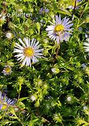 Image result for Aster puniceus
