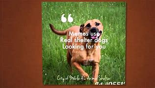 Image result for Animal Rescue Memes
