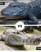 Image result for Alligator vs Crocodile Swamp