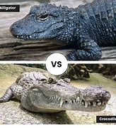 Image result for Diff Crocodile and Alligator