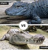 Image result for Caiman vs Gator