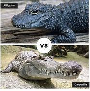 Image result for Difference Between Alligator and Crocodile Head