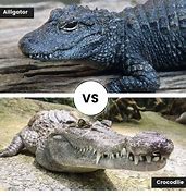 Image result for Alligator or Crocodile