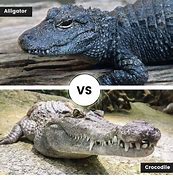 Image result for Difference Between Crocodile and Alligator Funny