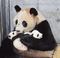 Image result for Panda Black Tail
