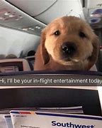 Image result for Powerful Funny Dog Meme Flying