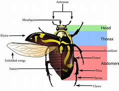 Image result for Insect Anatomy