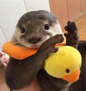 Image result for Cute Baby Otters