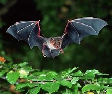 Image result for Dnd Bat