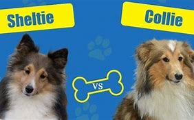 Image result for Collie and Sheltie