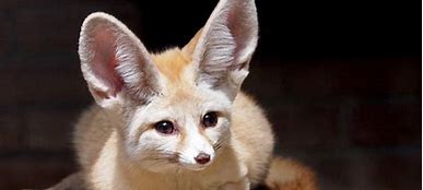 Image result for Animals with Fan Like Ears