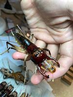 Image result for Giant Cricket Bug