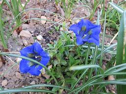 Image result for Gentiana dinarica