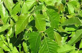 Image result for Toxicodendron