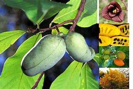 Image result for Asimina triloba Davis