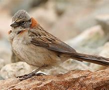 Image result for co_to_znaczy_zonotrichia_capensis