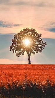 Image result for Summer Trees Wallpaper