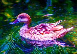 Image result for Pink Duck