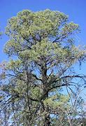 Image result for Pinus leiophylla
